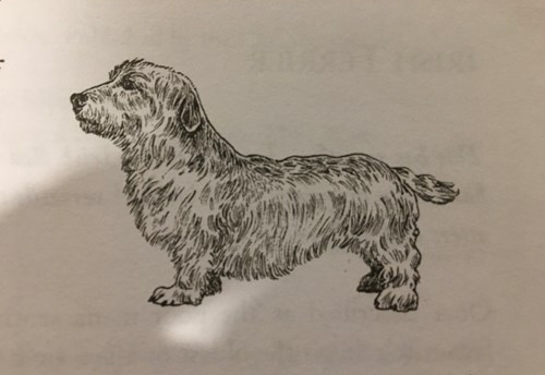 A dictionary of dog breeds by Desmond Morris